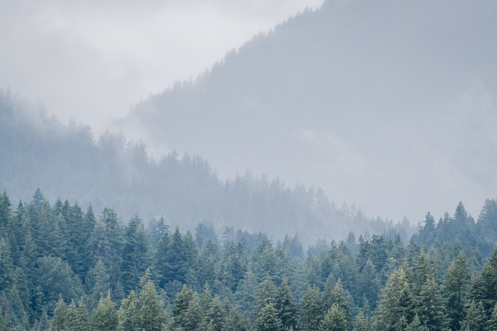 Veils of pale mist drifting across a densely forested coastal ridgeline