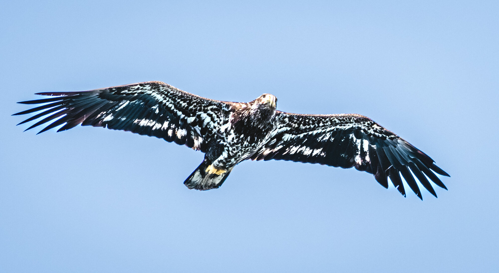 Immature bald eagle with mottled brown and white plumage soaring against a clear blue sky