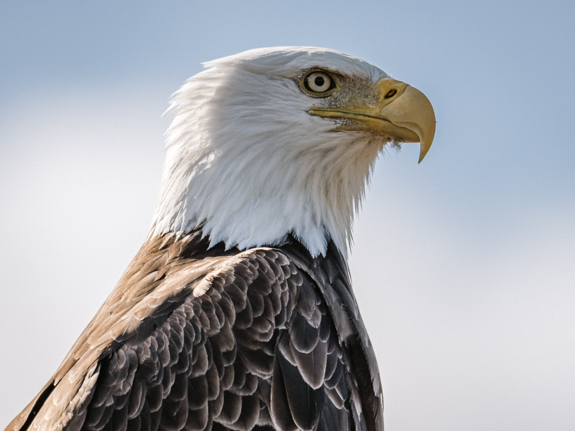 Close profile portrait of an adult bald eagle showing its white head, pale eye, and yellow hooked bill