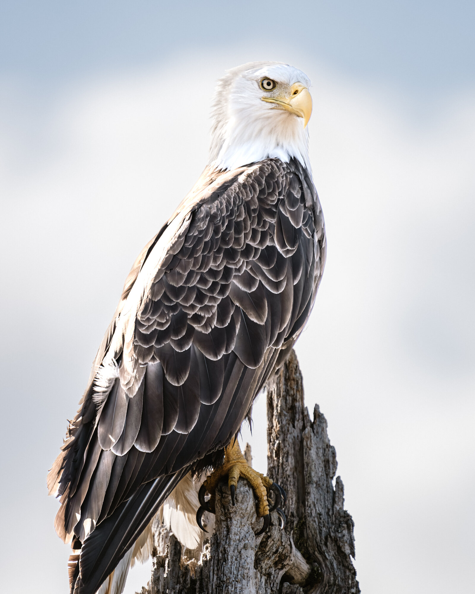 Adult bald eagle standing alert on a broken tree stump against dark green vegetation