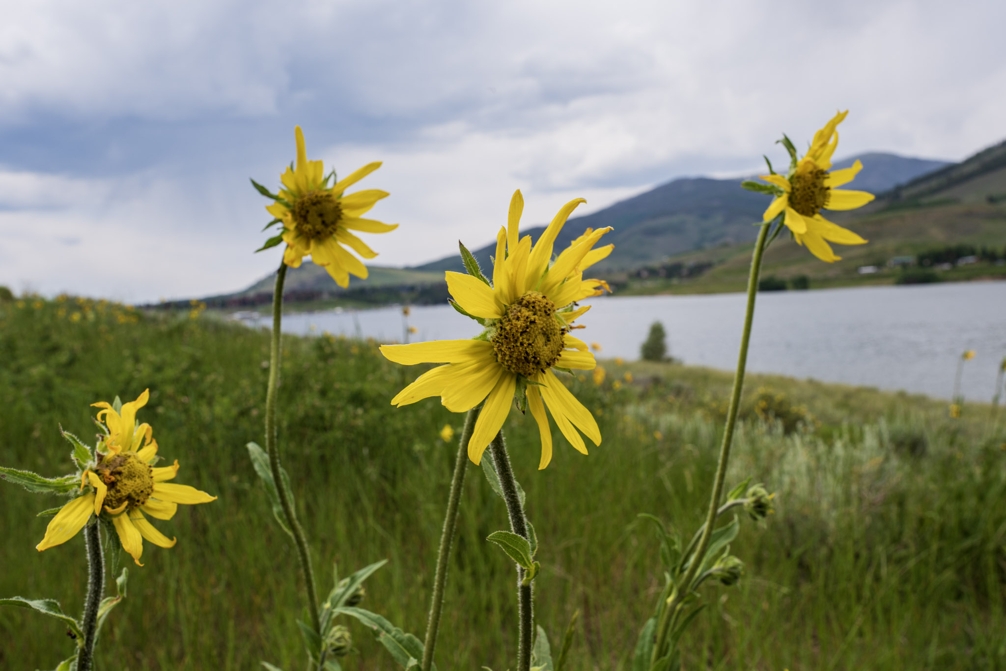 Yellow mountain wildflowers filling the foreground beside a lake and green Colorado hills under layered clouds