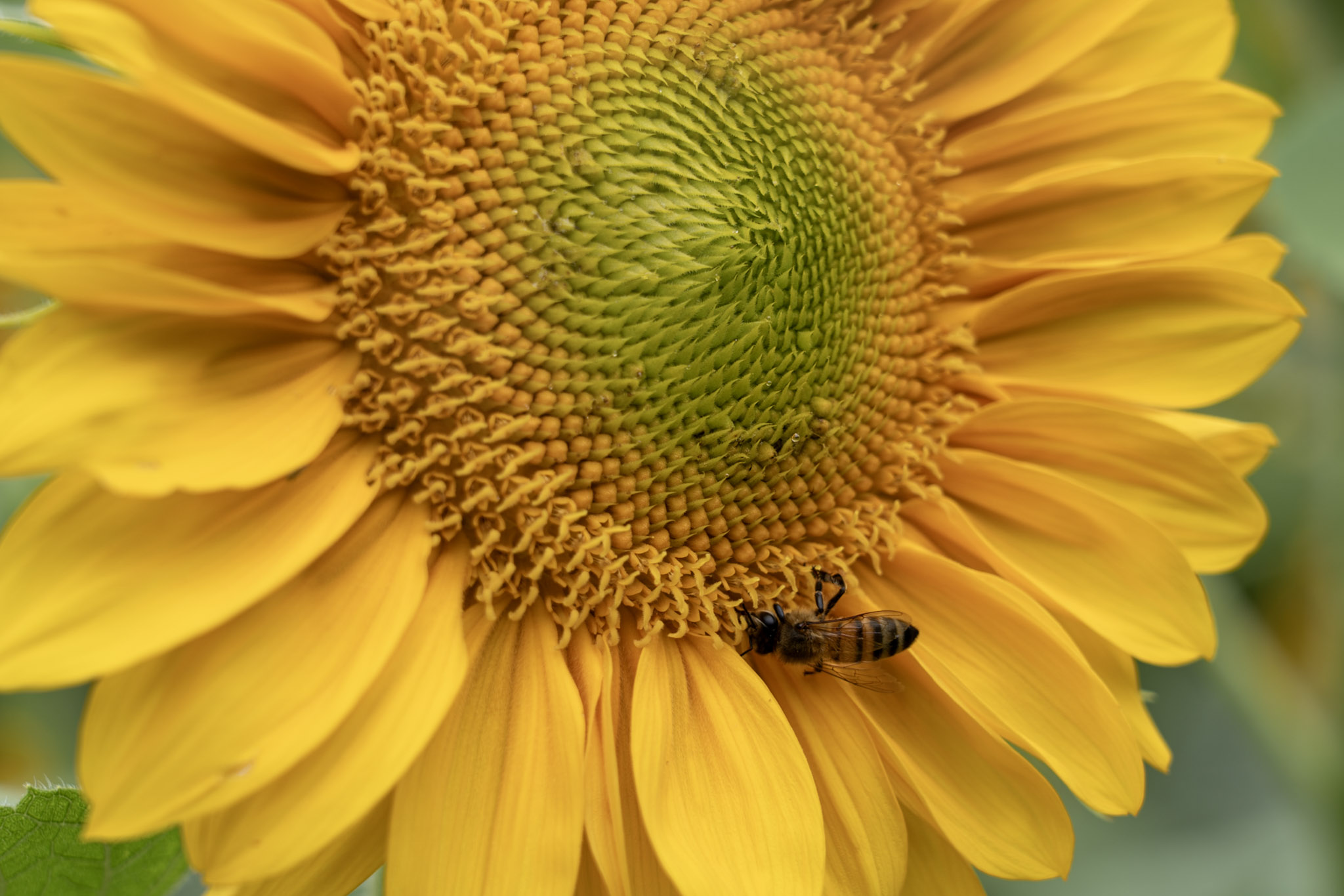 Honey bee crossing a yellow sunflower beneath its green spiral center